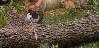 How Our Tree Care Process Works  in  Muldraugh, KY